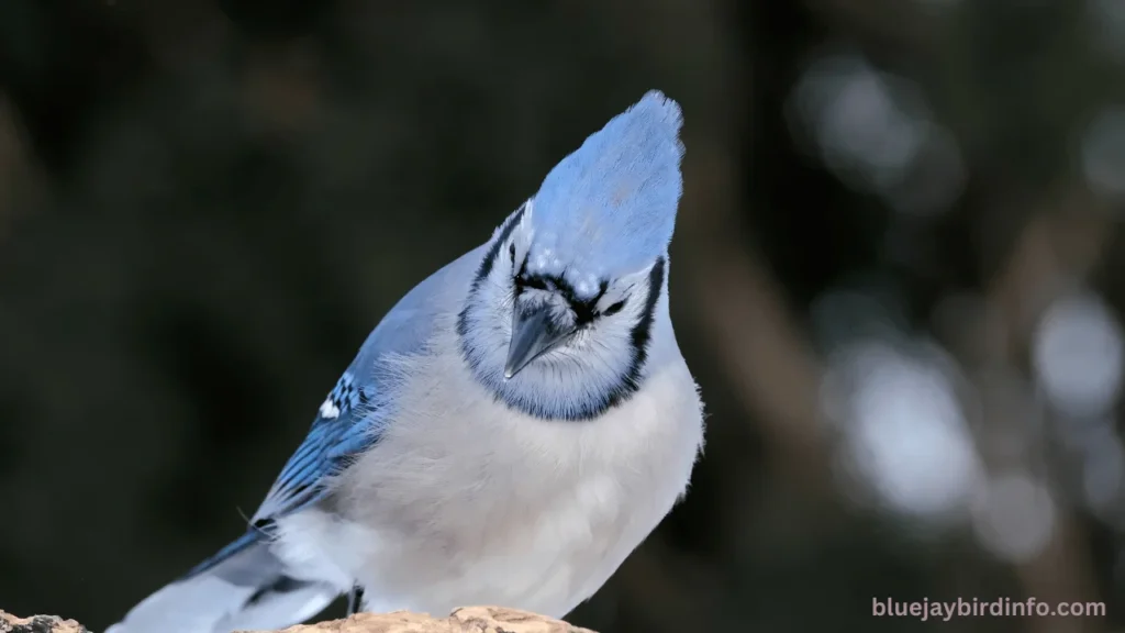 What Are Blue Jays Afraid Of? (Answered) 2 What are blue jays afraid of