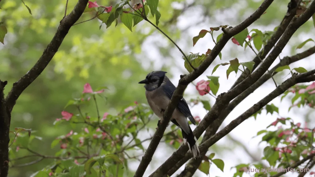 What Are Blue Jays Afraid Of? (Answered) 3 What are blue jays afraid of