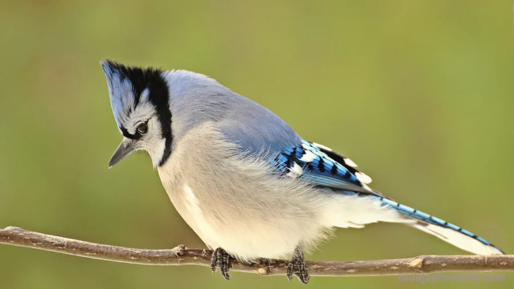 What Color Are Blue Jay Eggs? (Answered) 3 What color are blue jay eggs