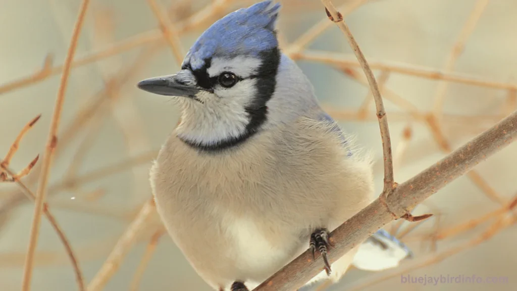 What Color Are Blue Jay Eggs? (Answered) 2 What Color Are Blue Jay Eggs? (Answered)