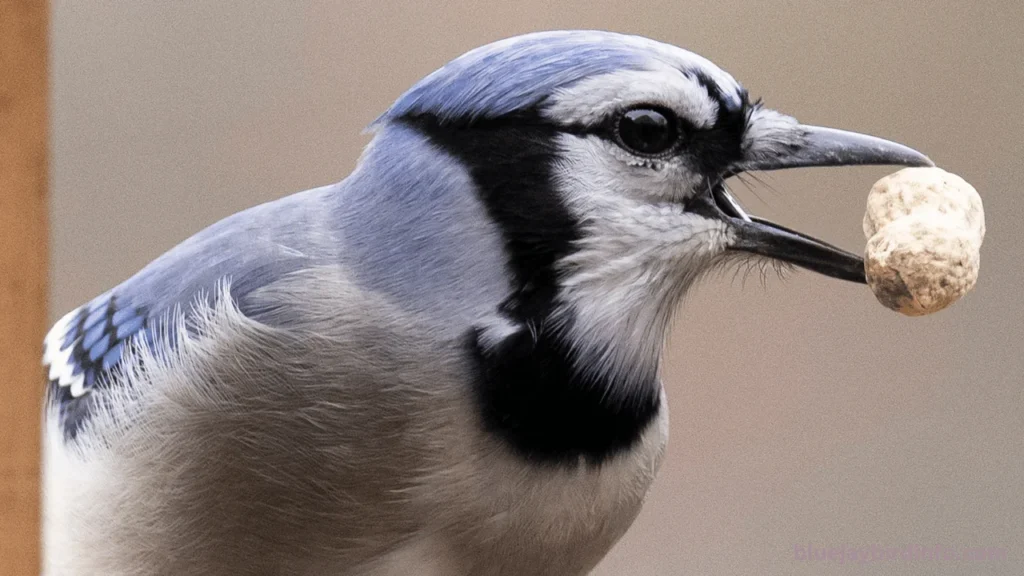 What Do Baby Blue Jays Eat? (Explained) 3 What do baby blue jays eat
