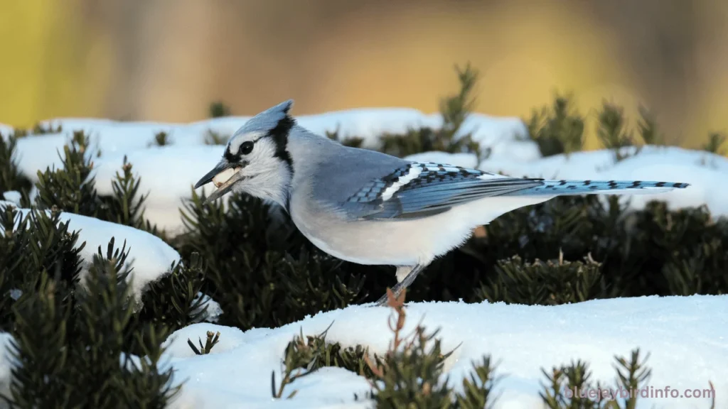 What Do Blue Jays Eat In The Winter? (Explained) 2 What do blue jays eat in the winter