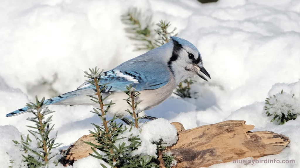 What Do Blue Jays Eat In The Winter? (Explained) 3 What do blue jays eat in the winter