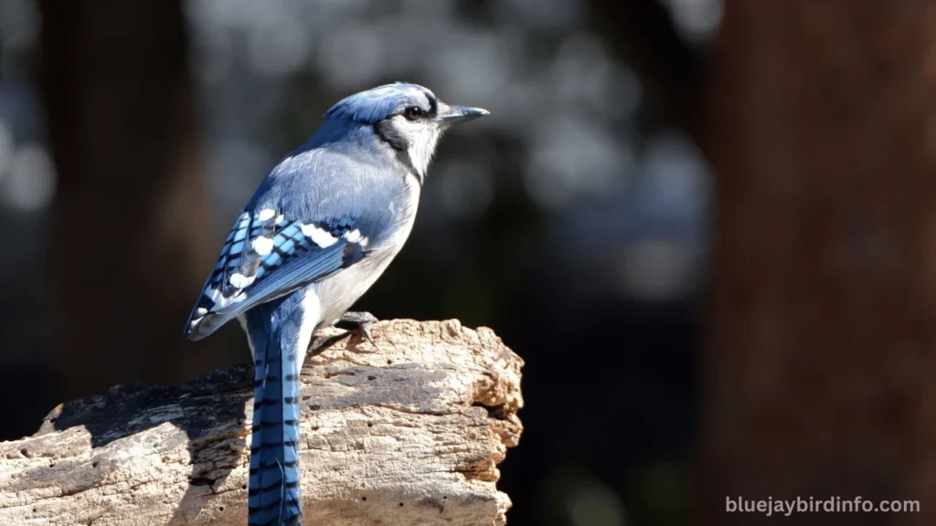 What Do Blue Jays Like To Eat? (Explained) 2 What do blue jays like to eat