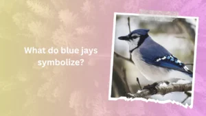 What do blue jays symbolize