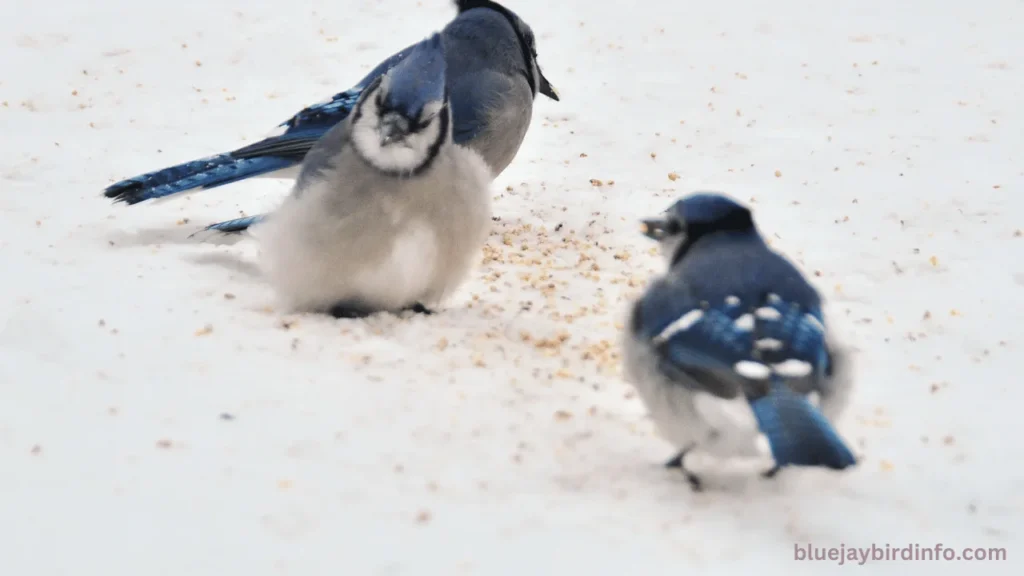 What Do Seeing blue Jays Mean? (Explained) 2 What do seeing blue jays mean