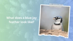 What does a blue jay feather look like