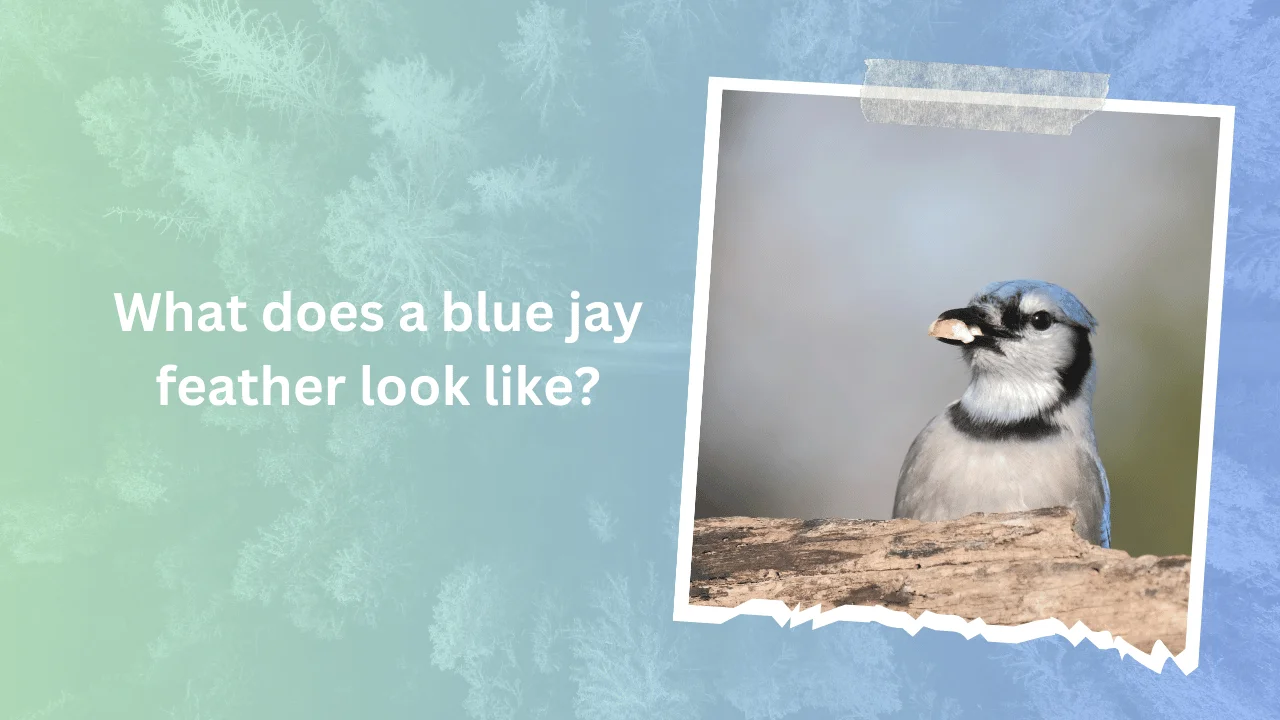 What does a blue jay feather look like