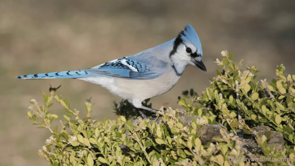 What Do Blue Jay Eggs Look Like? (Answered) 3 What do blue jay eggs look like