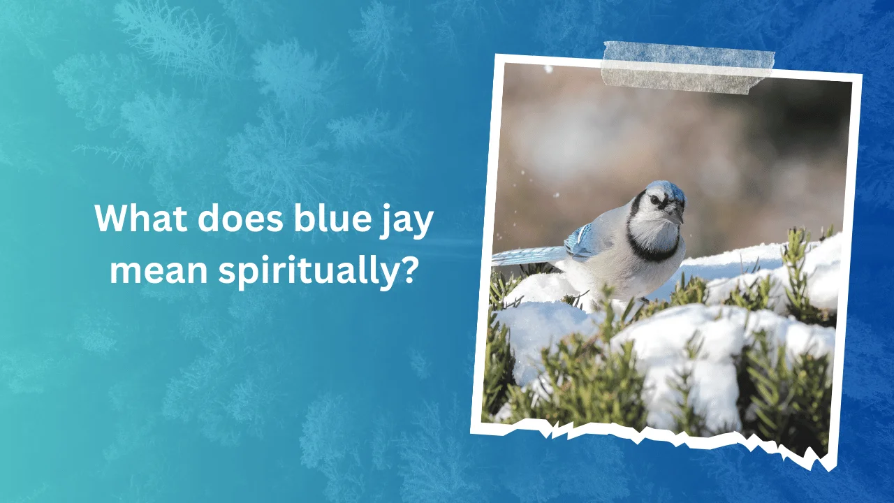 What does blue jay mean spiritually