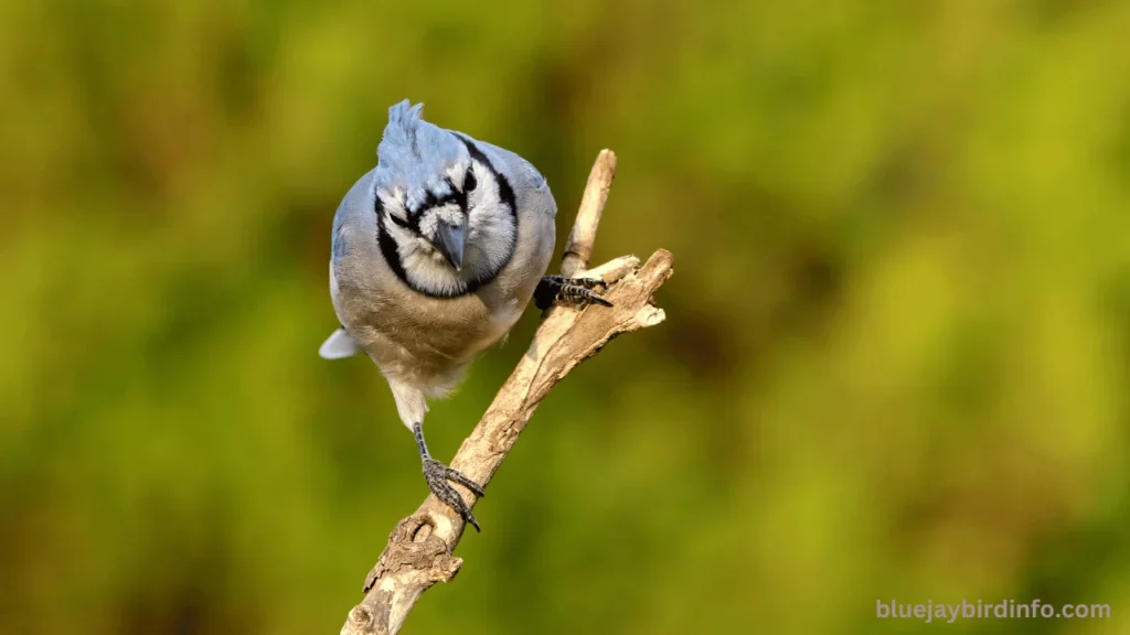 What Does It Mean To Find A Blue Jay Feather? (Answered) 2 What does it mean to find a blue jay feather