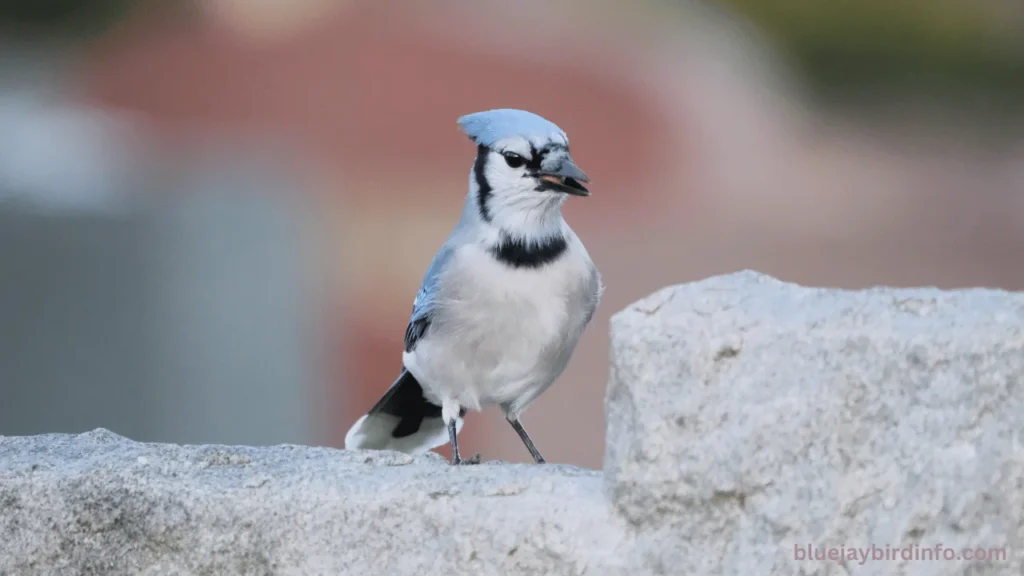 What Does It Mean To Find A Blue Jay Feather? (Answered) 3 What does it mean to find a blue jay feather