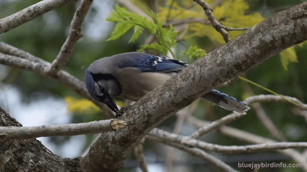 What Does It Mean When You See A Blue Jay? (Know In Detail) 2 What does it mean when you see a blue jay