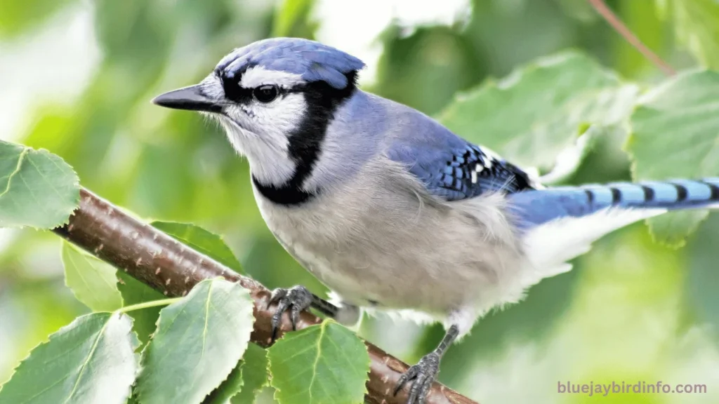 What Does It Mean When You See A Blue Jay? (Know In Detail) 3 What Does It Mean When You See A Blue Jay? (Know In Detail)