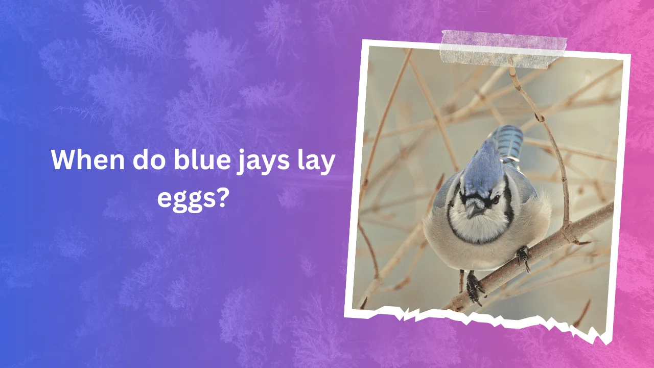 When do blue jays lay eggs