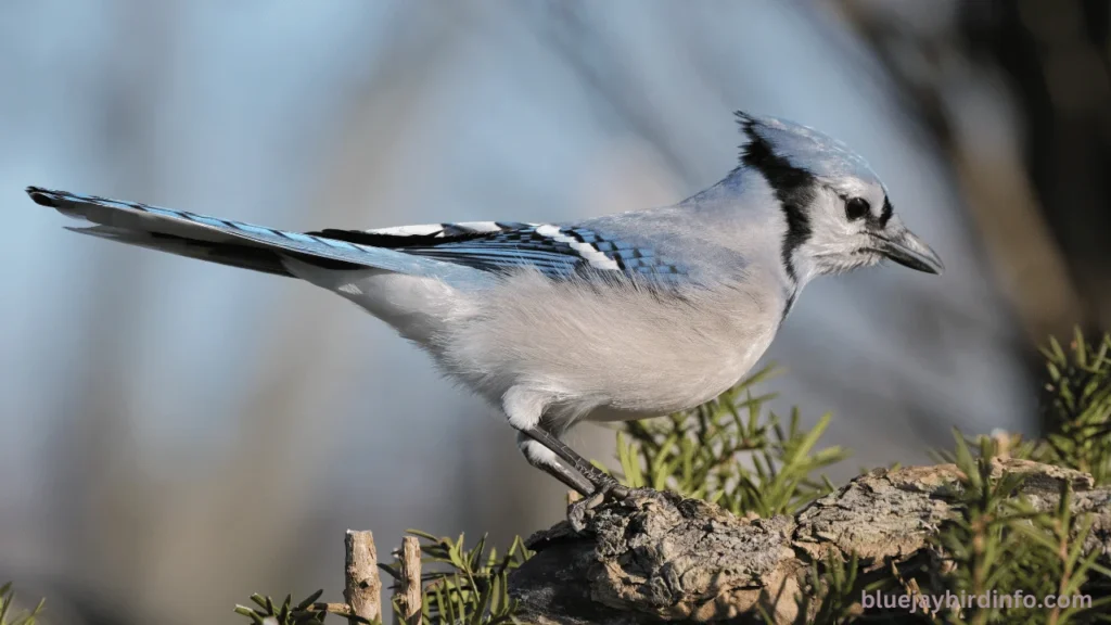 When Does God Send A Blue Jay? (Know In Detail) 2 When does god send a blue jay