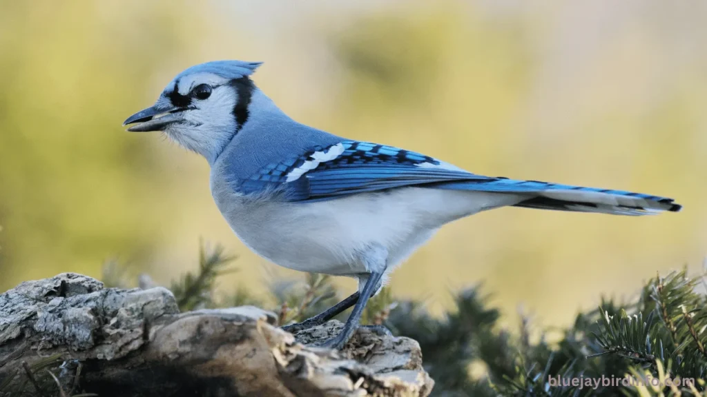When Does God Send A Blue Jay? (Know In Detail) 3 When does god send a blue jay
