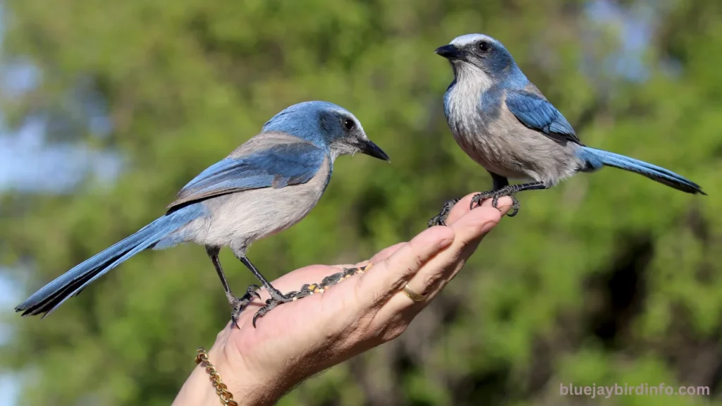 Where Do Blue Jays Build Their Nests? (Answered) 3 Where Do Blue Jays Build Their Nests? (Answered)