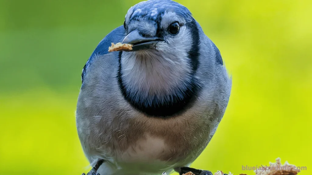 Why Do Blue jays Scream? (Explained) 2 Why do blue jays scream