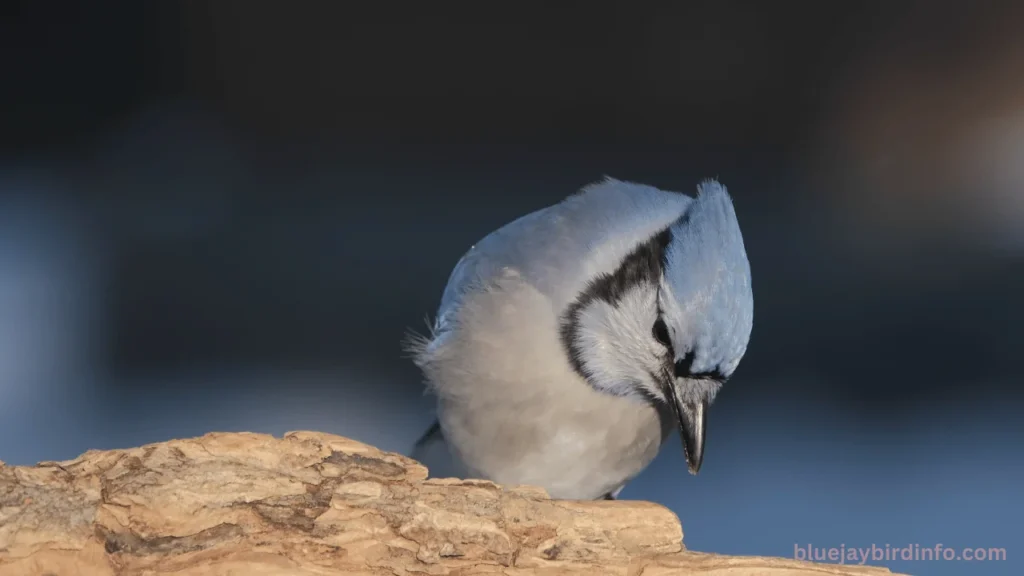 Why Do Blue jays Scream? (Explained) 3 Why do blue jays scream
