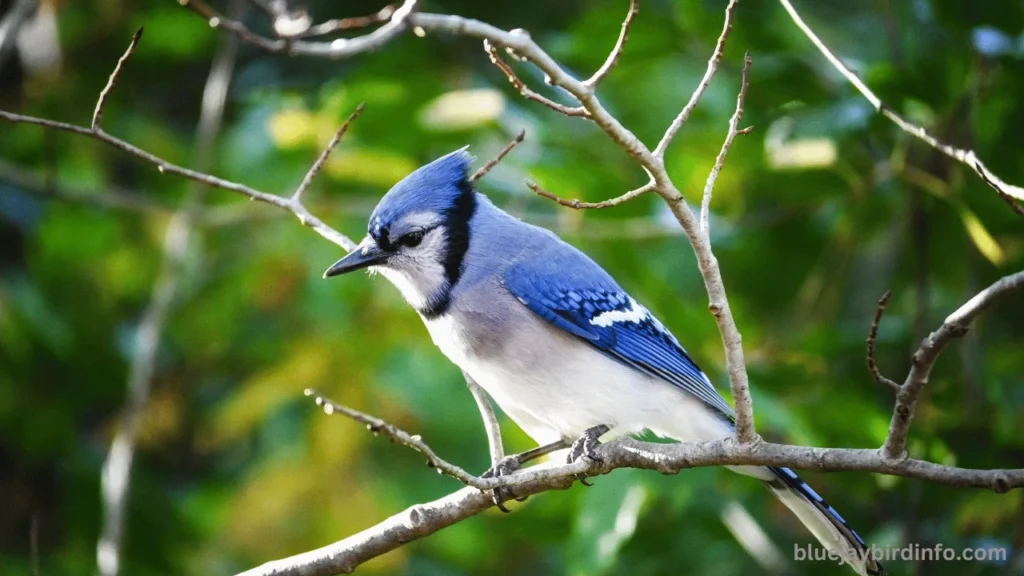 Why Do Blue Jays Squawk? (Answered) 2 Why do blue jays squawk