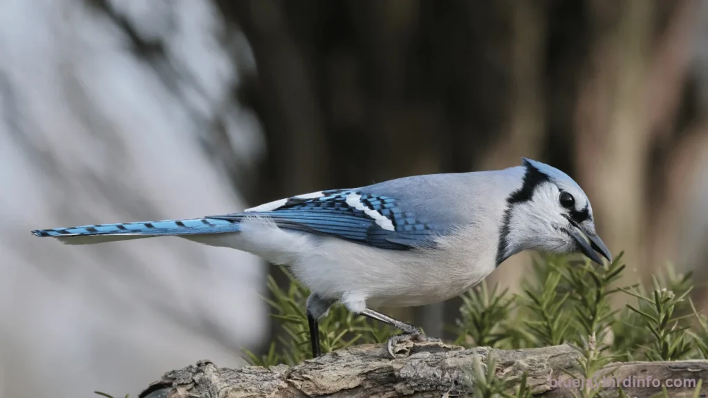 Why Do Blue Jays Squawk? (Answered) 3 Why do blue jays squawk