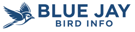 Blue Jay Bird Info