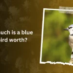 How much is a blue jay bird worth
