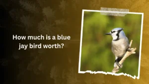How much is a blue jay bird worth