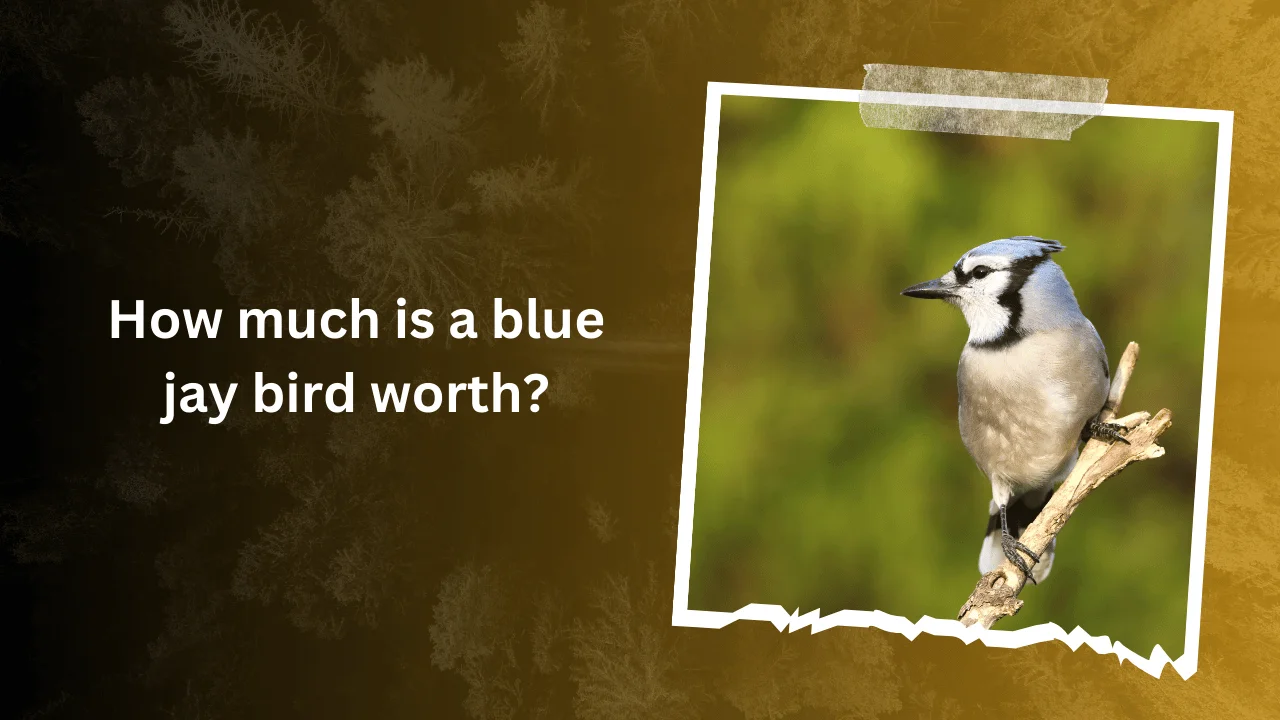 How much is a blue jay bird worth