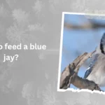 How to feed a blue jay