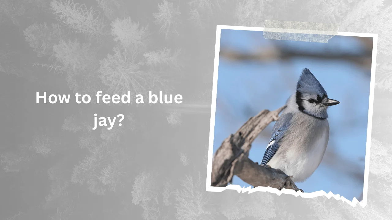 How to feed a blue jay