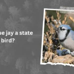 Is a blue jay a state bird