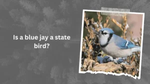Is a blue jay a state bird