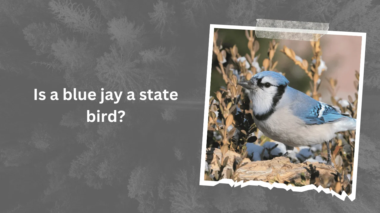 Is a blue jay a state bird